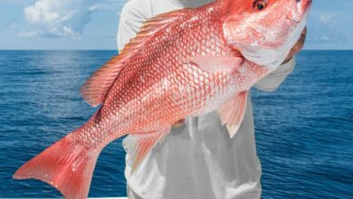 Red Snapper